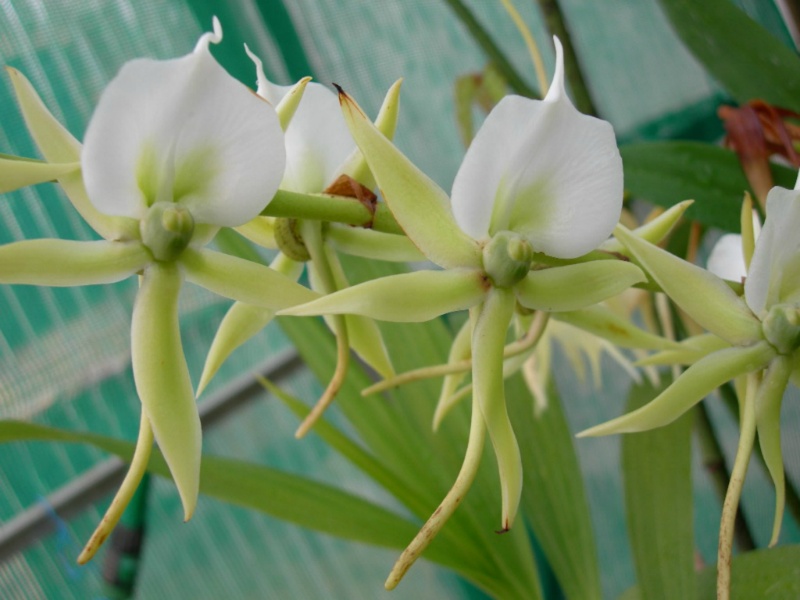 Angraecum eburneum